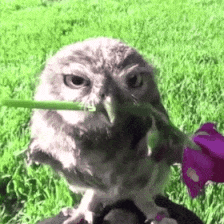 Owl Holding Flower
